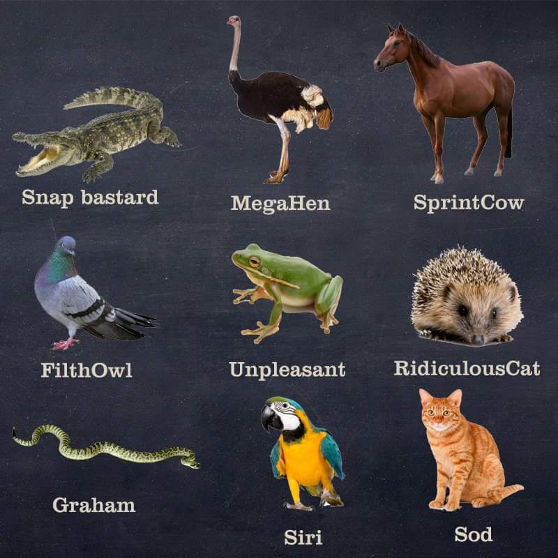 A Hilarious Guide About The Animal Kingdom