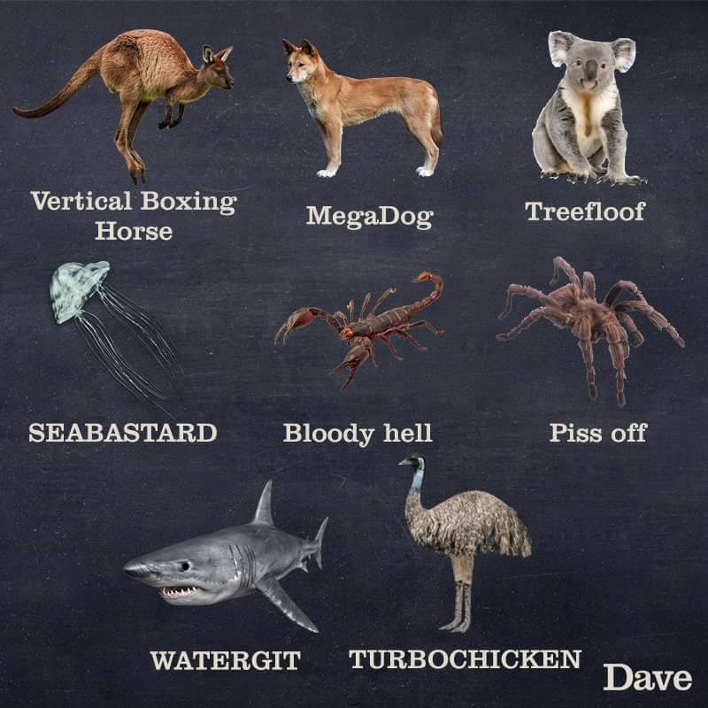 A Hilarious Guide About The Animal Kingdom