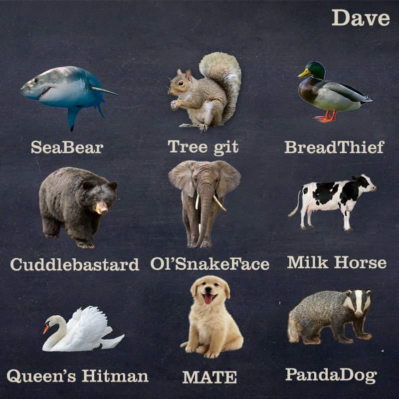 A Hilarious Guide About The Animal Kingdom