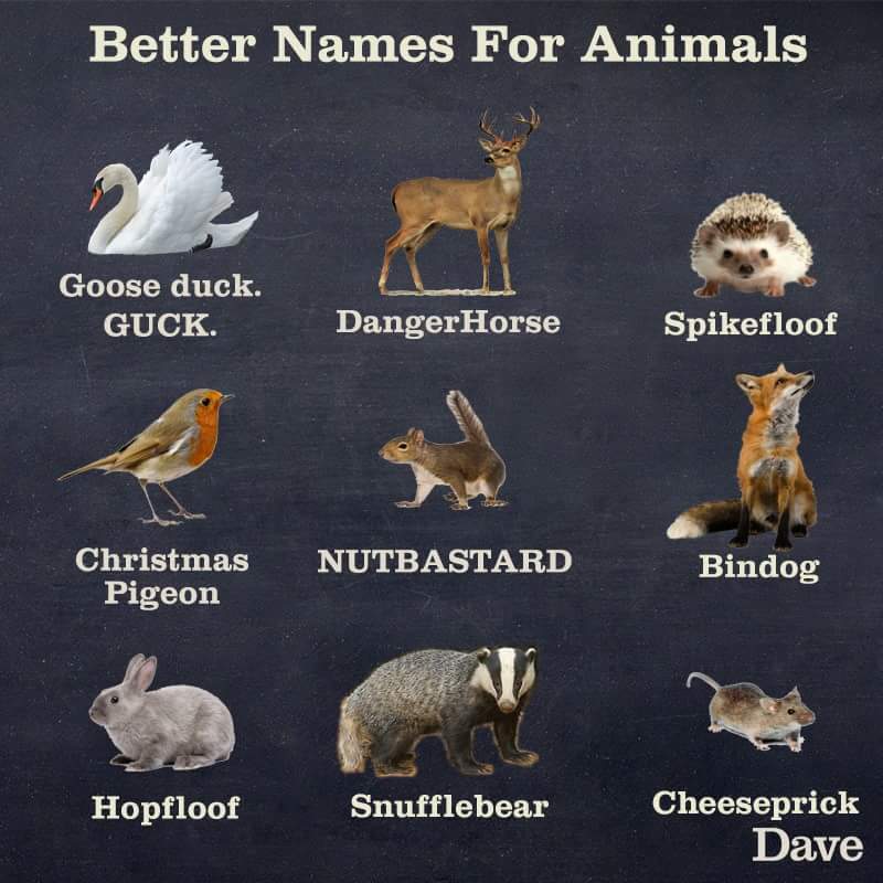 A Hilarious Guide About The Animal Kingdom