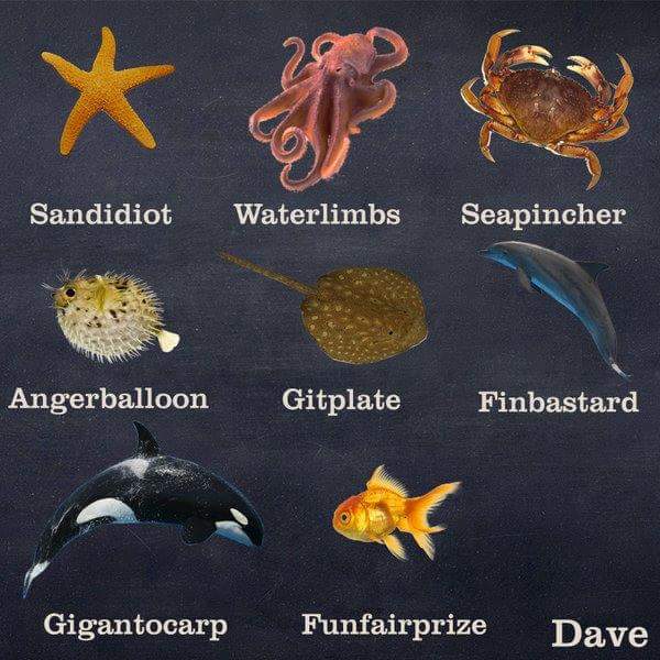 A Hilarious Guide About The Animal Kingdom