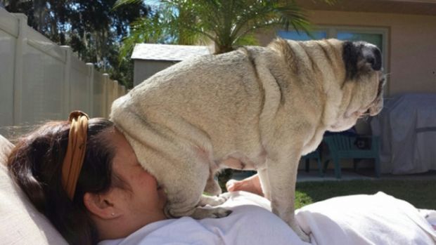 Proof Dogs Don't Understand What Personal Space Means