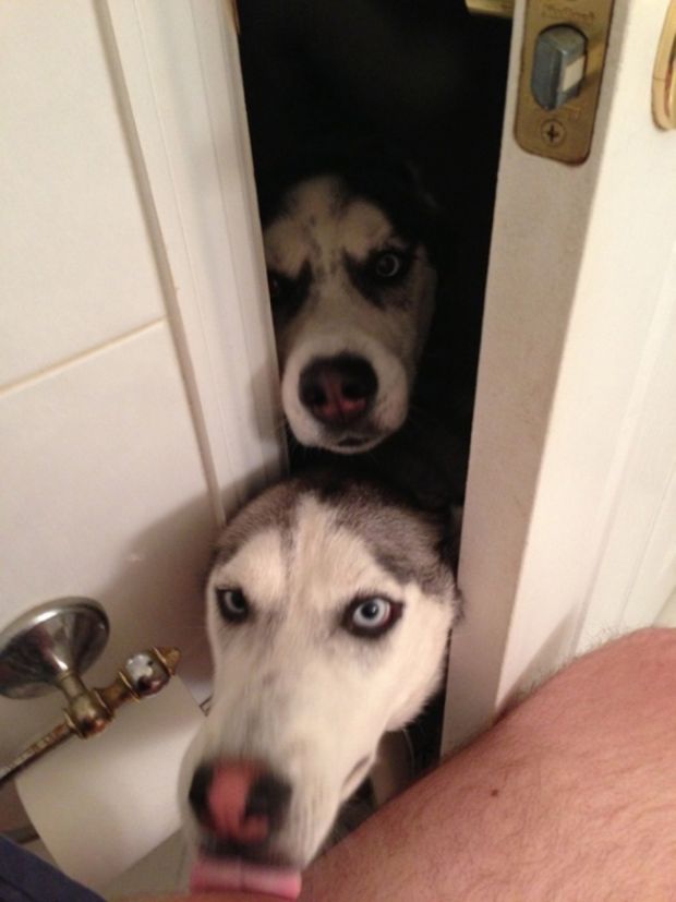 Proof Dogs Don't Understand What Personal Space Means