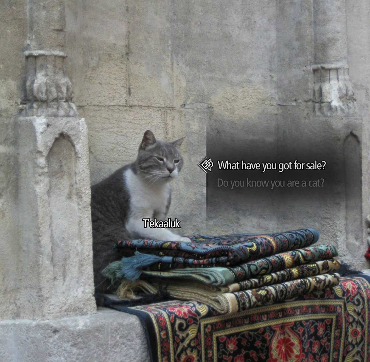 Only The Best Khajiit Memes For A Lazy Saturday