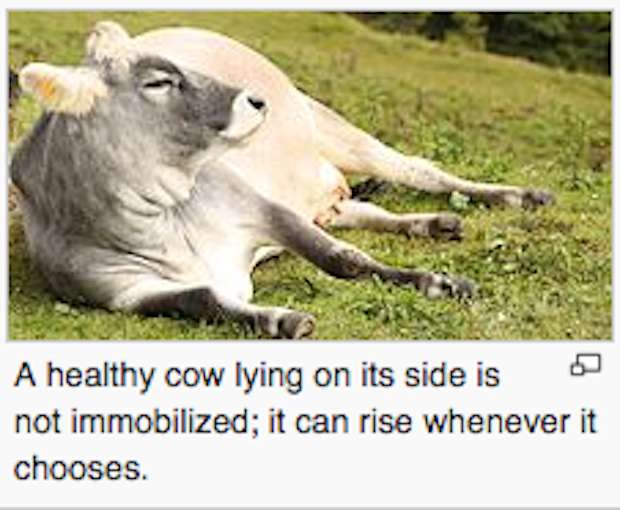 cow on its side - A healthy cow lying on its side is not immobilized; it can rise whenever it chooses.