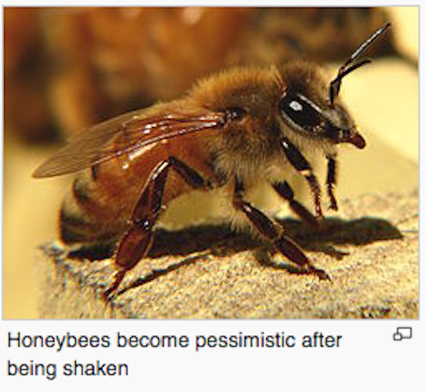 honey bee worker - Honeybees become pessimistic after being shaken