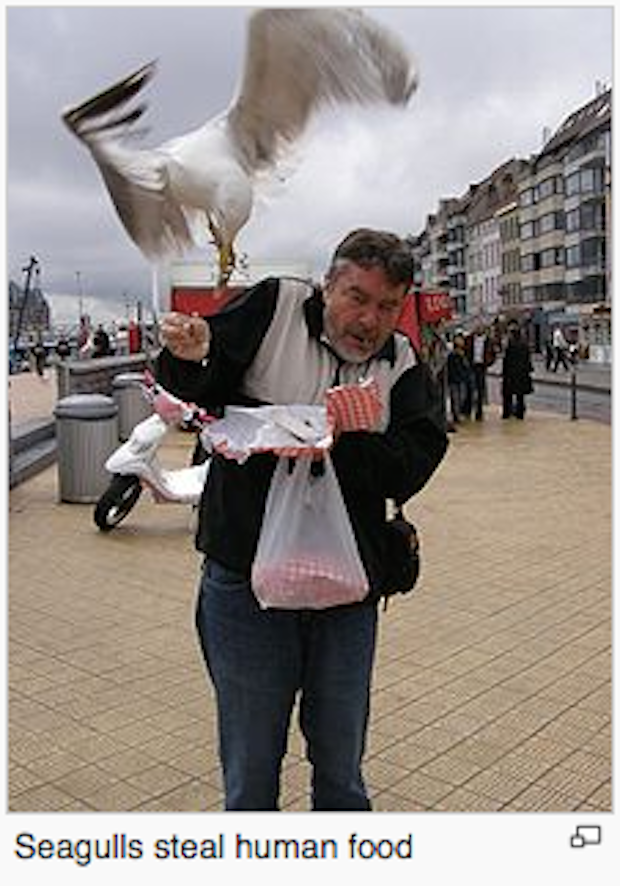 seagull stealing food - Seagulls steal human food