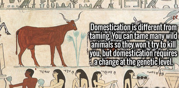 19 Facts That Will Slaughter Your Ignorance