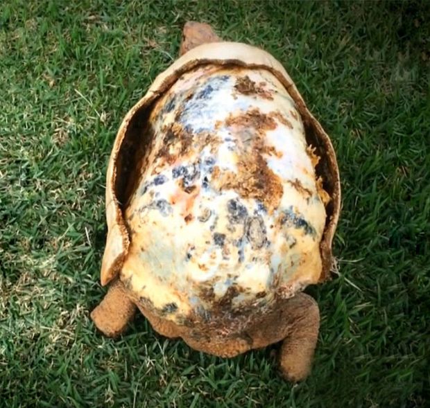 Freddie the tortoise is lucky to be alive after a bush fire in Brazil.