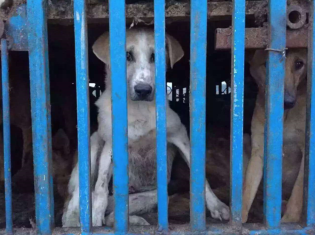 Group of people stopped the truck and demanded the dogs to be let go.