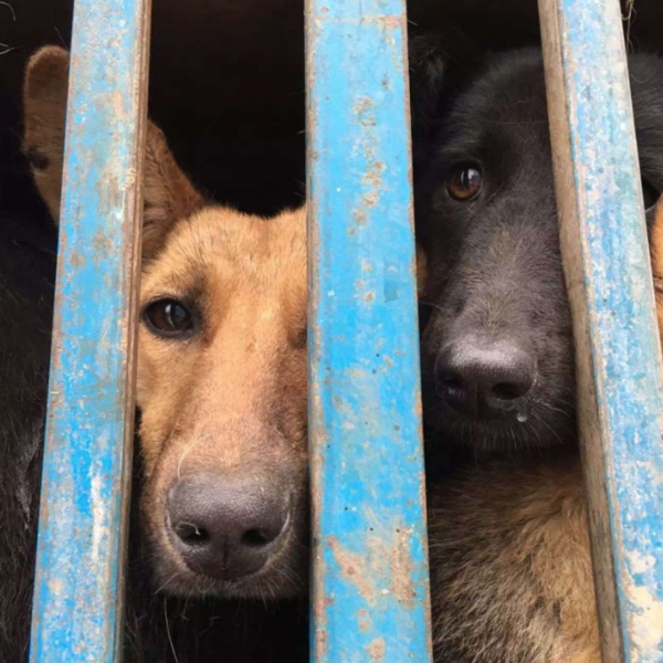 After 3 days the Police ordered the animals to be released. Of the 200 dogs most survived but some died from exhaustion.