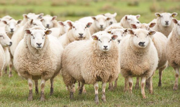 People of Rhydypandy in Great Britain noticed that sheep behave frantic last week. They ravaged human houses looking for food and making weird noises.