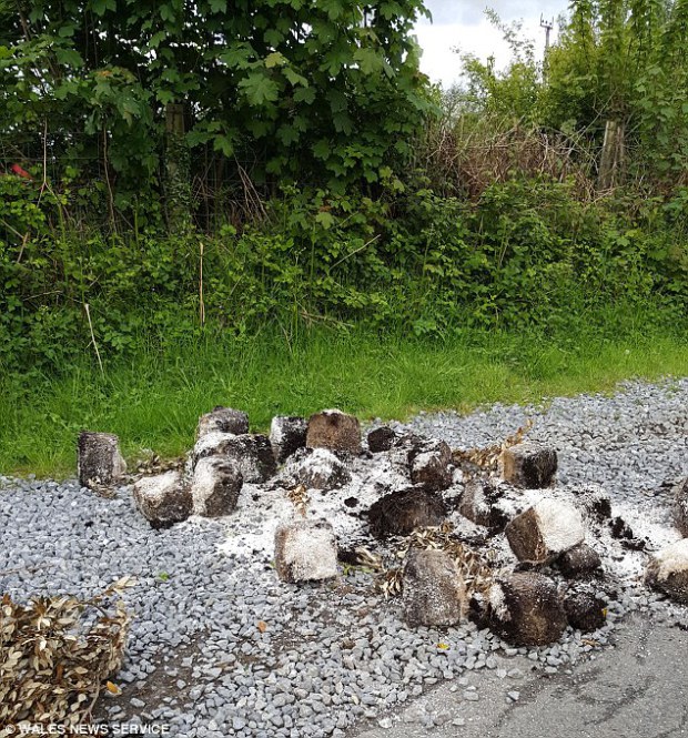 Turns out they had the munchies after consuming a lot of cannabis. Officials say no one knows who, why and how dumped the pot on a road.