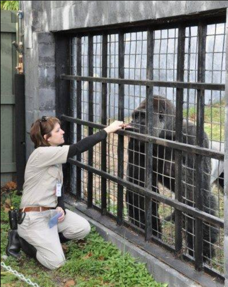 An Expert's Take On The Kid Snatching Gorilla