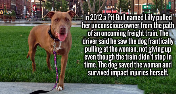 photo caption - In 2012 a Pit Bull named Lilly pulled her unconscious owner from the path of an oncoming freight train. The driver said he saw the dog frantically pulling at the woman, not giving up even though the train didn't stop in time. The dog saved