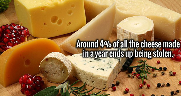 Around 4% of all the cheese made in a year ends up being stolen.