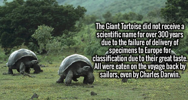 The Giant Tortoise did not receive a scientific name for over 300 years due to the failure of delivery of specimens to Europe for classification due to their great taste. All were eaten on the voyage back by sailors, even by Charles Darwin.