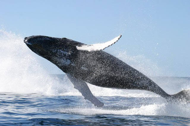 The head of any dead whale found on the British coast becomes automatically the property of the king. The whale’s tail is the property of the queen.