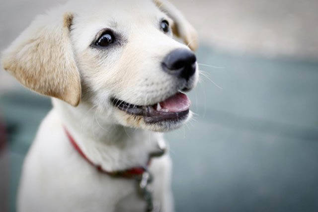 In Iceland, if you wish to own a dog in an apartment building, you must get permission from every other member of the building. Wow, you have to be nice to your neighbors? How inhumane...