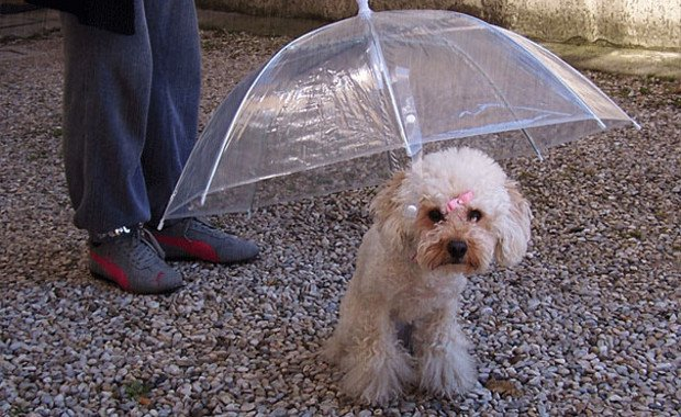The "Dogbrella".