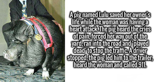 pet - Apignamed Lulu saved her owner's life while the woman was having a heart attack. The pig heard the cries of pain, forced her way out of the yard, ran into the road and played dead to stop the traffic. A driver stopped, the pig led him to the trailer