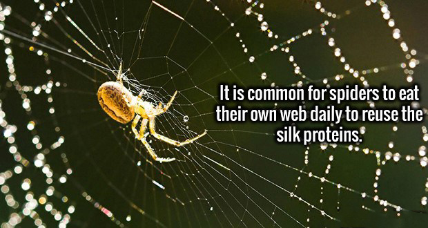 uncropped meme - It is common for spiders to eat their own web daily to reuse the silk proteins Od