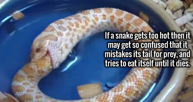 snake eating itself - If a snake gets too hot then it may get so confused that it mistakes its tail for prey, and tries to eat itself until it dies.