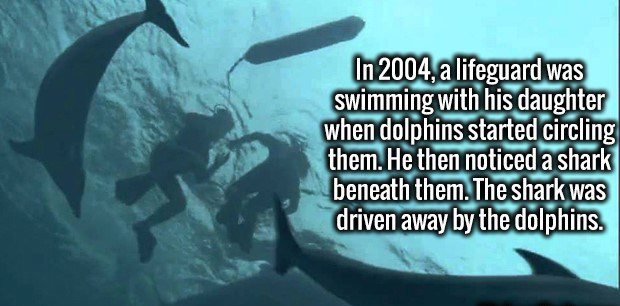 divemaster - In 2004, a lifeguard was swimming with his daughter when dolphins started circling them. He then noticed a shark beneath them. The shark was driven away by the dolphins.