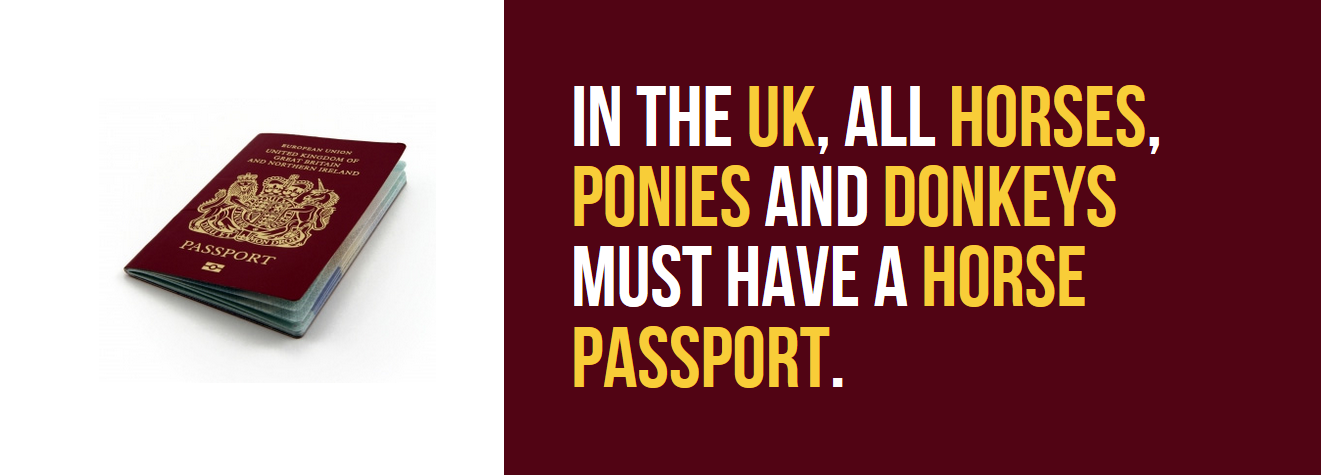 uk passport - Enited Kingdom Of And Nor Tarn Ireland In The Uk, All Horses, Ponies And Donkeys Must Have A Horse Passport. Passport