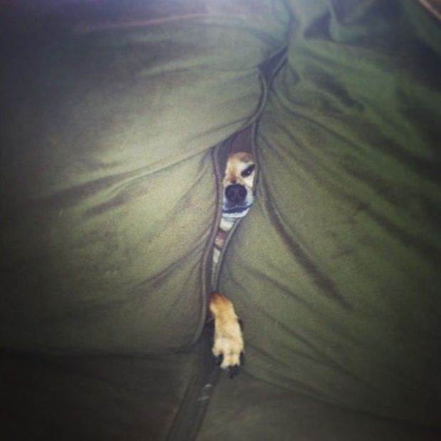 19 Dogs That Can't Figure Out How The Couch Works