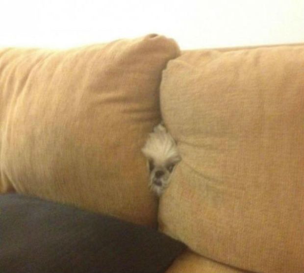 19 Dogs That Can't Figure Out How The Couch Works