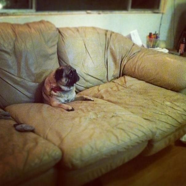 19 Dogs That Can't Figure Out How The Couch Works