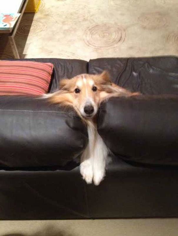 19 Dogs That Can't Figure Out How The Couch Works