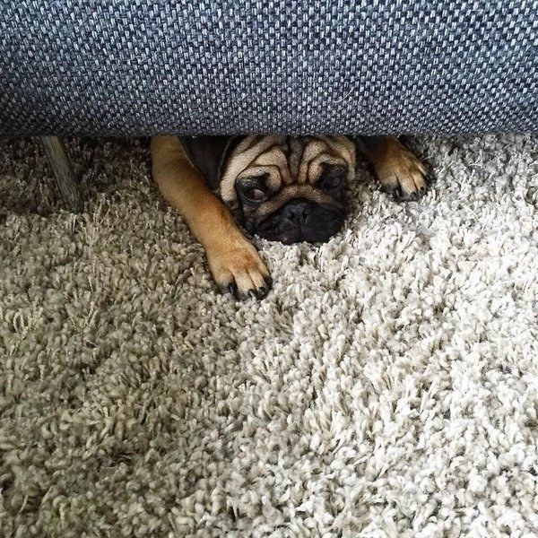 19 Dogs That Can't Figure Out How The Couch Works