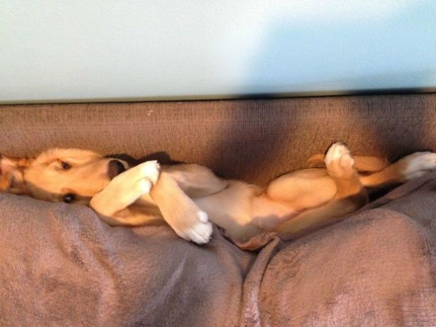 19 Dogs That Can't Figure Out How The Couch Works