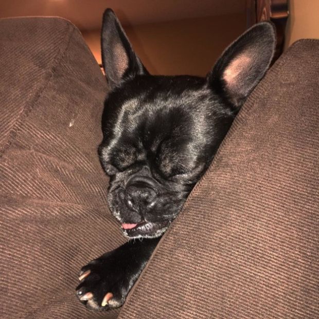 19 Dogs That Can't Figure Out How The Couch Works