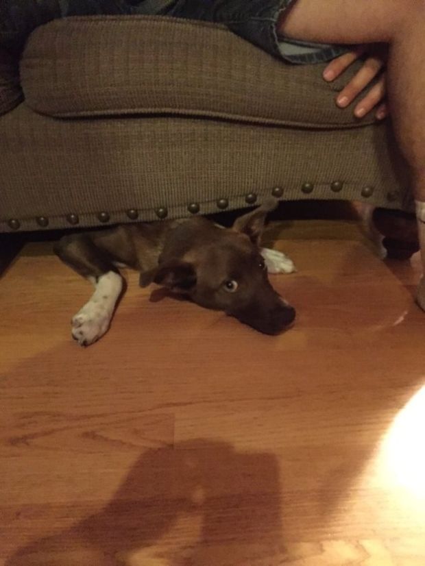 19 Dogs That Can't Figure Out How The Couch Works