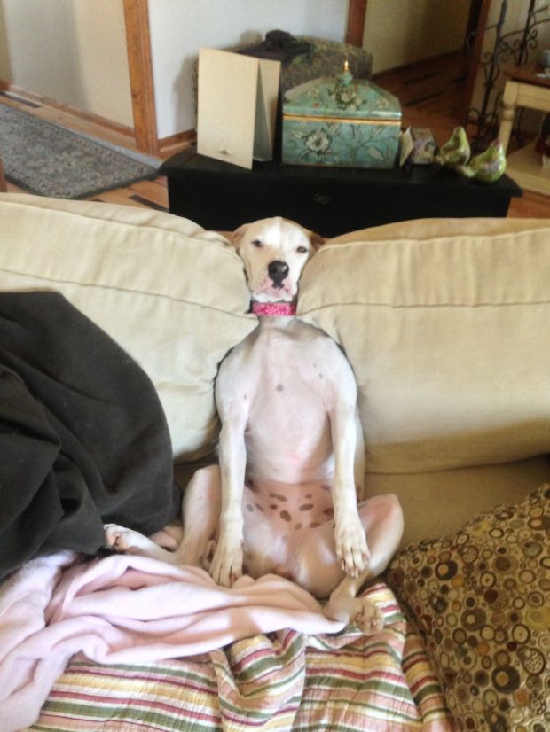 19 Dogs That Can't Figure Out How The Couch Works