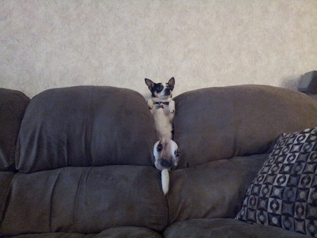 19 Dogs That Can't Figure Out How The Couch Works