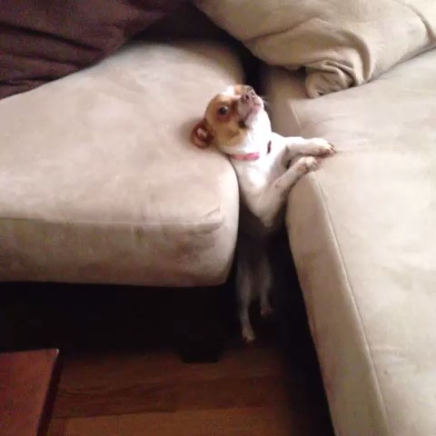 19 Dogs That Can't Figure Out How The Couch Works