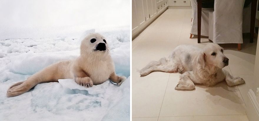 36 Pics Showing Seals Are The Water Equivalent Of Man's Best Friend