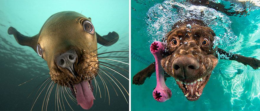 36 Pics Showing Seals Are The Water Equivalent Of Man's Best Friend