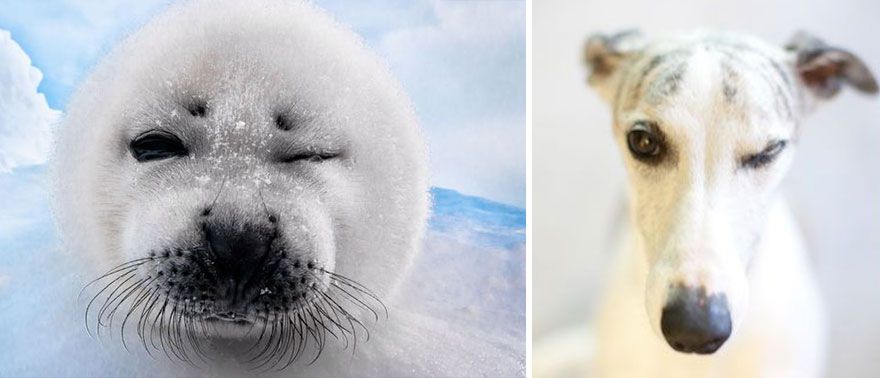 36 Pics Showing Seals Are The Water Equivalent Of Man's Best Friend