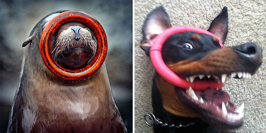 36 Pics Showing Seals Are The Water Equivalent Of Man's Best Friend