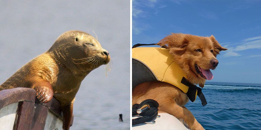 36 Pics Showing Seals Are The Water Equivalent Of Man's Best Friend