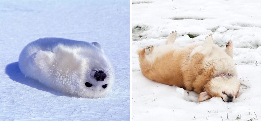 36 Pics Showing Seals Are The Water Equivalent Of Man's Best Friend