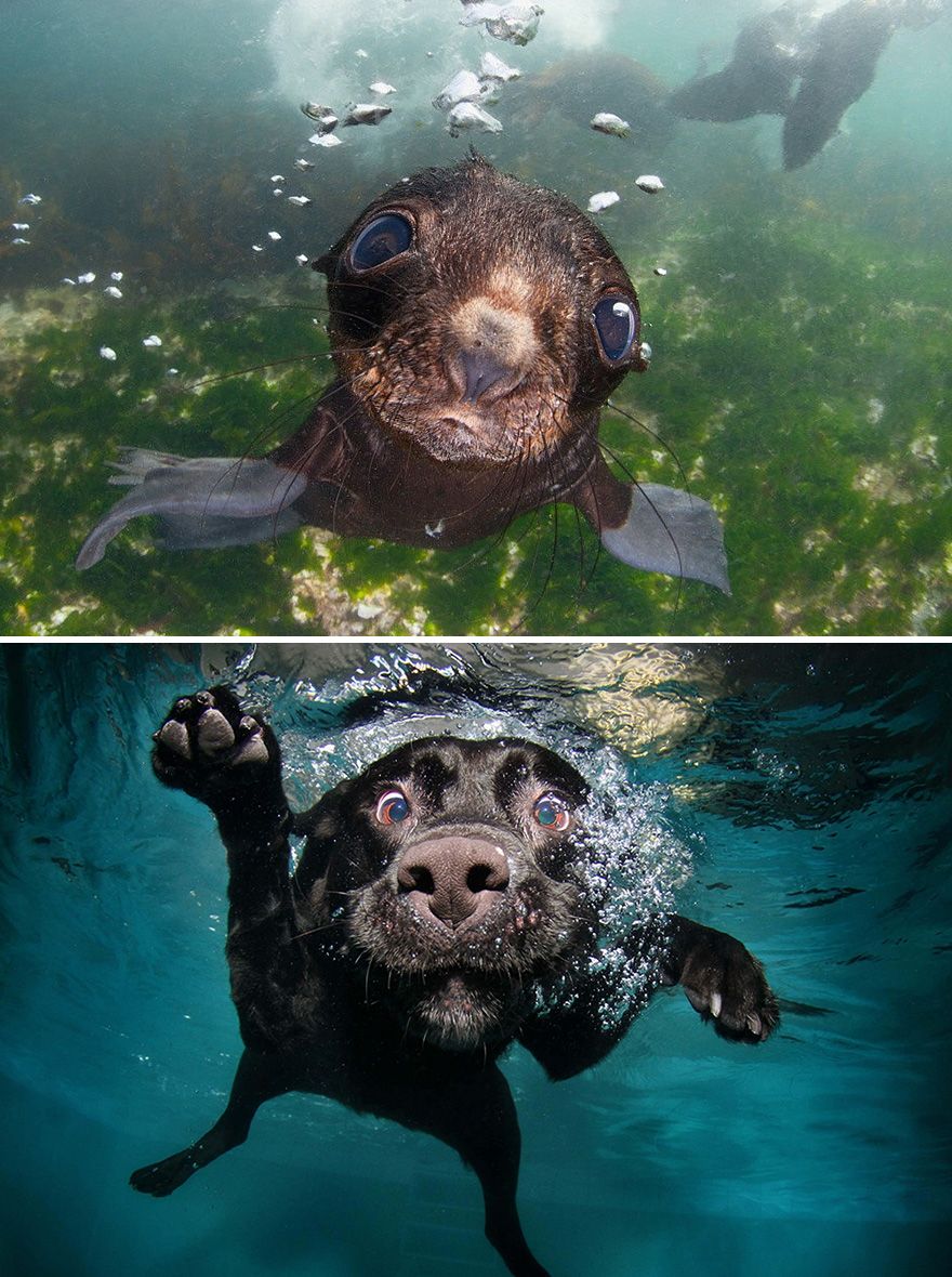 36 Pics Showing Seals Are The Water Equivalent Of Man's Best Friend