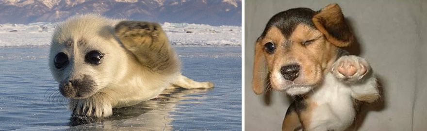 36 Pics Showing Seals Are The Water Equivalent Of Man's Best Friend