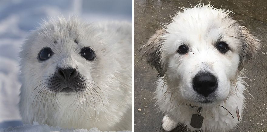 36 Pics Showing Seals Are The Water Equivalent Of Man's Best Friend