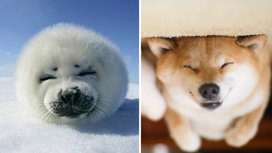 36 Pics Showing Seals Are The Water Equivalent Of Man's Best Friend